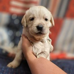 Girl 3 - Yellow female Labrador Retriever puppy in Latrobe, Pennsylvania from Stone Shoe Ranch Labrador Retrievers