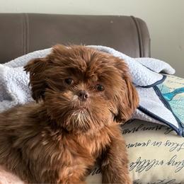 Phoenix - Chocolate female Shih Tzu puppy in Lanoka Harbor, New Jersey from Lilly’s Seashore Shih Tzus
