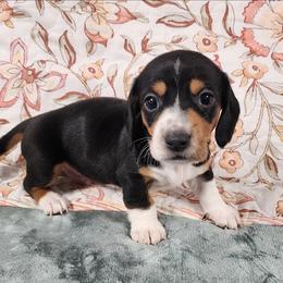 Toby - Black and tan male Dachshund puppy in Anaconda, Montana from Williams Family Dachshunds