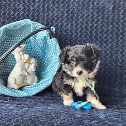 Cadbury - Black tri male Miniature Australian Shepherd puppy in Gainesboro, Tennessee from Family Tradition