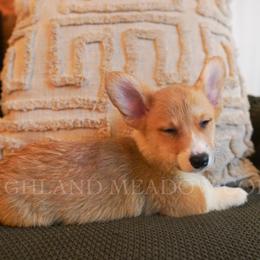 Ernie - Red male Pembroke Welsh Corgi puppy in Bend, Oregon from Highland Meadow Corgis