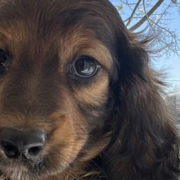 Boy 1 - Red Dachshund puppy in Highland, California from BAES Teufelshunde