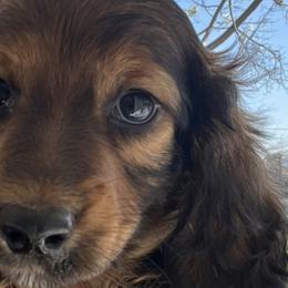 Boy 1 - Red Dachshund puppy in Highland, California from BAES Teufelshunde