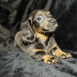Cinder - Blue and tan female Dachshund puppy in Washburn, Tennessee from Broken Arrow Miniature Dachshunds