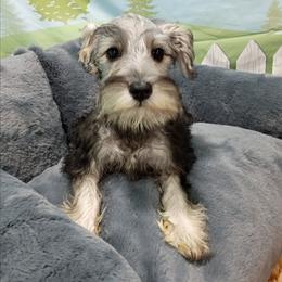 Skadi - Black and silver female Miniature Schnauzer puppy in Neosho, Missouri from Star Light Pups
