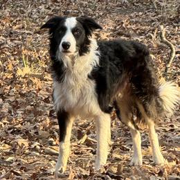 Killian - Border Collie
