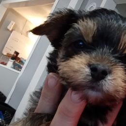 Boy 2 - Black and tan Yorkshire Terrier puppy in Jacksonville, Arkansas from Royal Yorkie Terrier