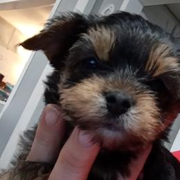 Boy 2 - Black and tan Yorkshire Terrier puppy in Jacksonville, Arkansas from Royal Yorkie Terrier