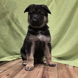 German Shepherd Puppies from Karriage Haus Kennels