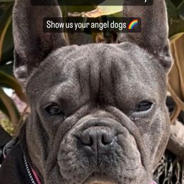 French Bulldog All Grown Up from Davis Family Bulldogs