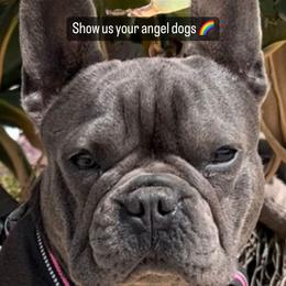 French Bulldog All Grown Up from Davis Family Bulldogs