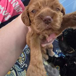 Orange collar - Buff and white male Cocker Spaniel puppy in South Milwaukee, Wisconsin from South East Wisconsin cocker spaniels
