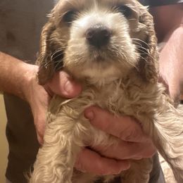 Blonde Girl - Buff female Cocker Spaniel puppy in Columbia, South Carolina from Fleur de Lis Cockers- Cuchna Cockers