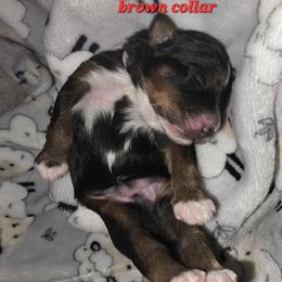 Boy 3 - Tri-color male Bernedoodle puppy in Schertz, Texas from Kat's Teddydoodles