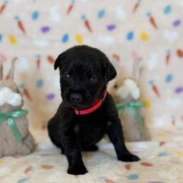 Mr. red - Black male Labrador Retriever puppy in Overton, Nevada from Sinfully Sweet Kennel