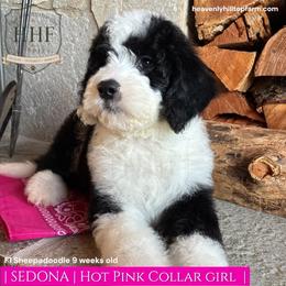 SEDONA - Black and white female Sheepadoodle puppy in Charlo, Montana from Heavenly Hilltop Farm