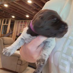 Deutsch-Drahthaar Puppies from vom Cornerstone