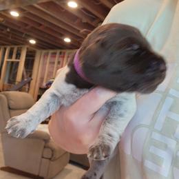 Deutsch-Drahthaar Puppies from vom Cornerstone