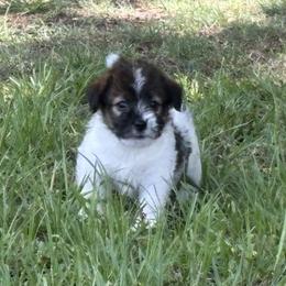 Bruno x Mya Female 1 - White and tan female Russell Terrier puppy in Ocala, Florida from Jumping Jacks Russells