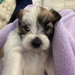 Morkie Puppies from Pink Purse Designer Breeds