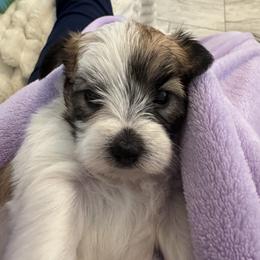 Morkie Puppies from Pink Purse Designer Breeds
