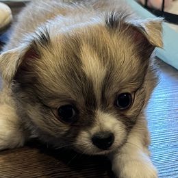 Johnny - Fawn and white Chihuahua puppy in Simpsonville, Kentucky from Isa's Chihuahuas