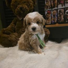 Green collar boy ( 1.3 lbs ) - Cream male Goldendoodle puppy in Bristol, Tennessee from 4goldendoodles