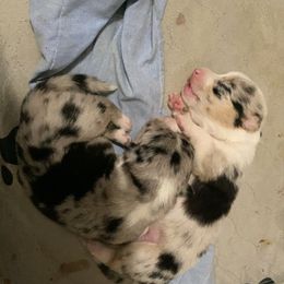 American Corgi and Pembroke Welsh Corgi Puppies from Swezey Pembroke Welsh Corgis