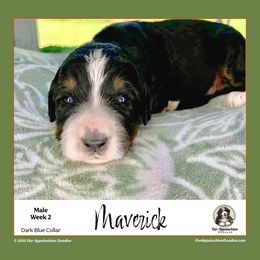 MAVERICK (Dark Blue Collar) - Tri-color male Bernedoodle puppy in Branchland, West Virginia from Our Appalachian Doodles