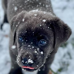 Dilute Retrievers from Crowley’s Ridge Silver Labs