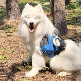 Buko - Samoyed