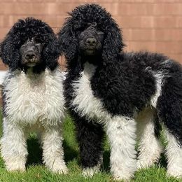 Poodles from Cindi's Poodles