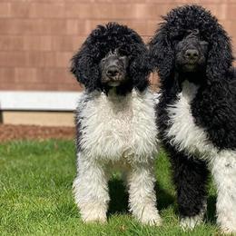Poodles from Cindi's Poodles