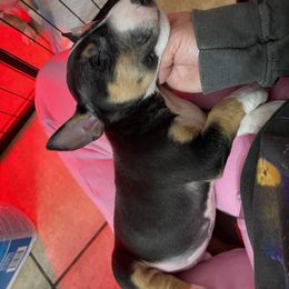 Miniature Bull Terrier puppies from R&R kennel
