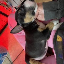 Miniature Bull Terrier puppies from R&R kennel