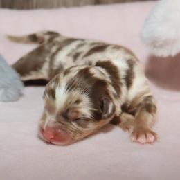 Shilo - Red merle female Miniature Australian Shepherd puppy in Guthrie, Oklahoma from Raised Right Pups