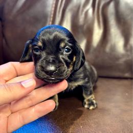 Gravy - Black and tan male Dachshund puppy in Delano, Tennessee from Olive Branch Acres