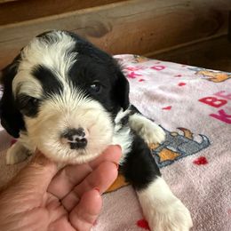 Stephen light blue collar - Black and white male Sheepadoodle puppy in Eleva, Wisconsin from Molly’s Doodles
