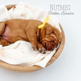 Nutmeg - Yellow Labrador Retriever puppy in Mt. Vernon, Texas from Bohlken Labradors