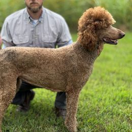 Rosie - Red  female Poodle puppy in Nicholasville, Kentucky from Lexington Poodle Company