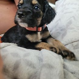 Pink - Black white and tan female Cockapoo puppy in Dayton, Ohio from There's no place like home spaniels