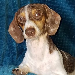 Streusel - Dachshund