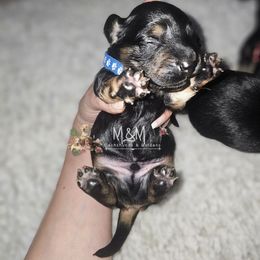 Lock - Black and tan male Dachshund puppy in Stockton, California from M&M Dachshund's & Goldens