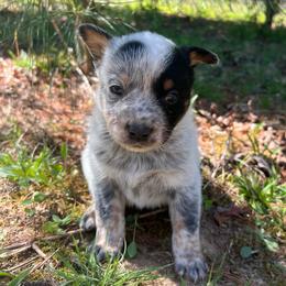 Boy 4 - Blue male Australian Cattle Dog puppy in Irvington, Kentucky from Dry Valley’s Australian Cattle Dogs