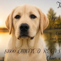 Titan - Yellow male Labrador Retriever puppy in Wilson’s, Virginia from Cedar Hill Farm Labradors