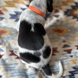 Mickey - Blue ticked and tan male Bluetick Coonhound puppy in Mount Pleasant, Texas from Harmons Hounds