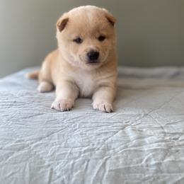 Prince - Cream male Shiba Inu puppy in Monett, Missouri from Happy Tails Shiba Inus