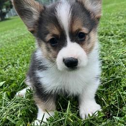Sam - Black and tan male Pembroke Welsh Corgi puppy in Rolla, Missouri from Chapman Corgis