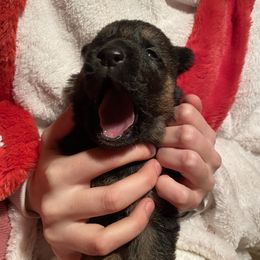 German Shepherd Puppies from Benton K-9 Breeding