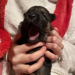 German Shepherd Puppies from Benton K-9 Breeding